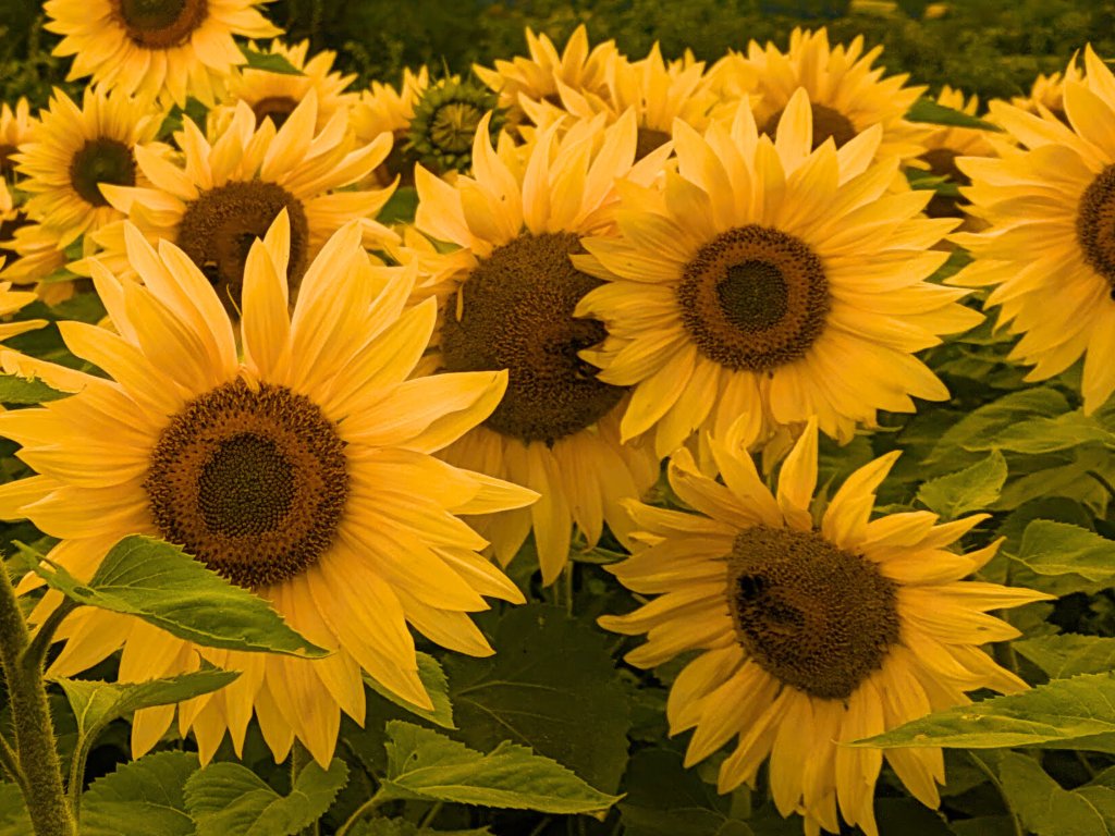 Sunflower Collection