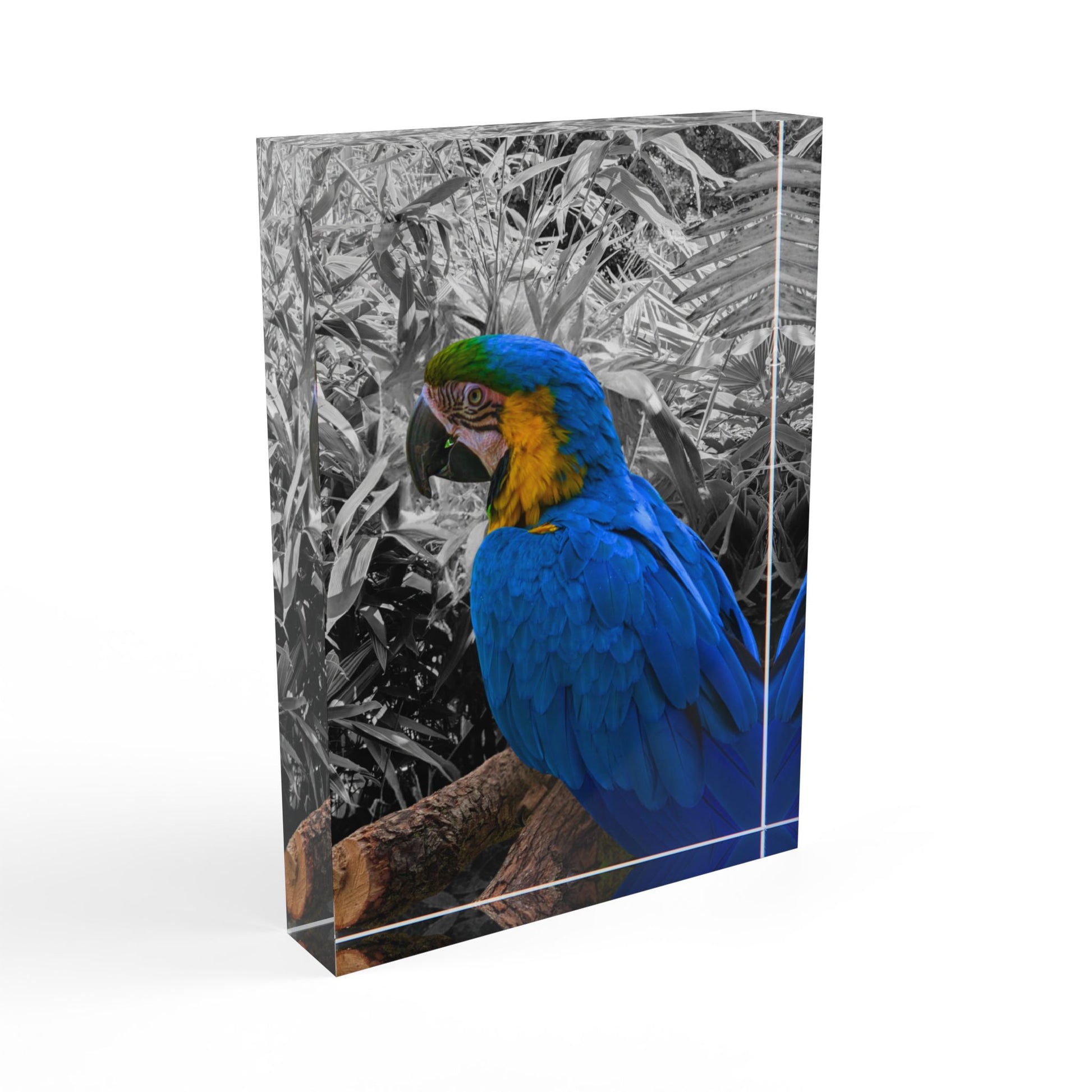 Blue Macaw Photo Block