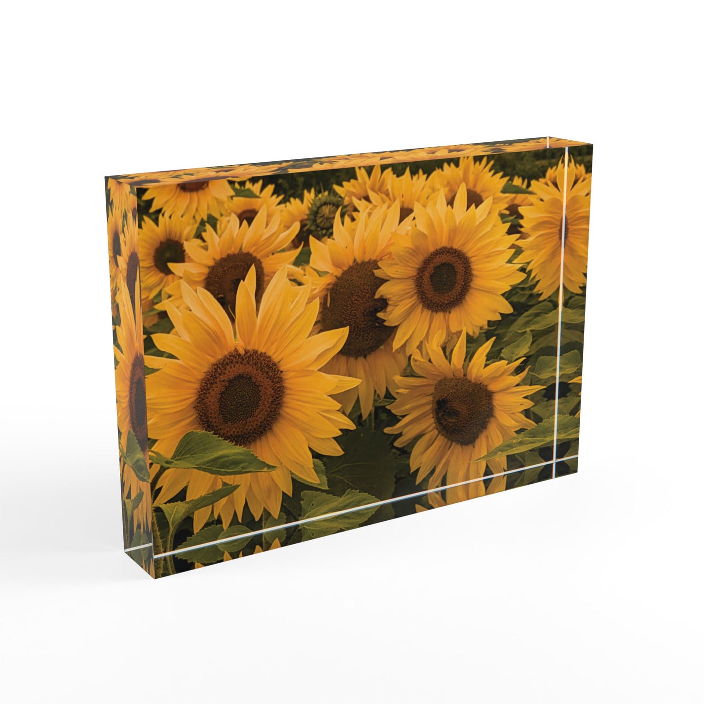 Sunflower Photo Block